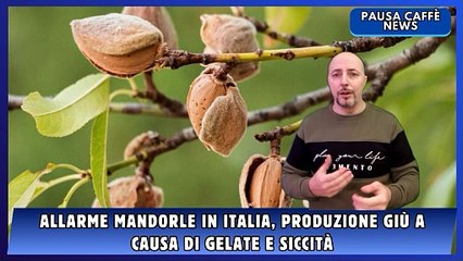 Allarme mandorle in Italia, produzione giù a causa di gelate e siccità