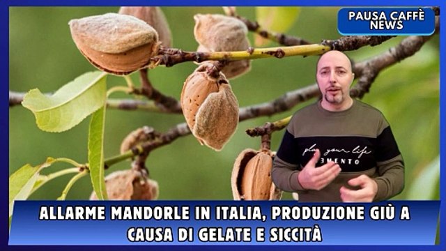 Allarme mandorle in Italia, produzione giù a causa di gelate e siccità