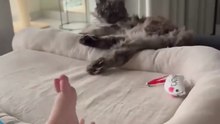 UNBELIEVABLE! Baby vs. Cat: Who’s Louder? The Reaction Says It All! 🔊🐱👶#shorts #funny #funnycats #viralcats