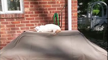 😹 Hilarious Cats Doing Crazy Things 😹 | Long Compilation| part 2