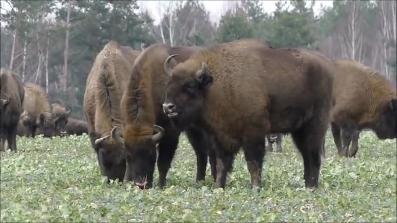 Grizzly vs. Bison: The Ultimate Showdown! (Or: When a Grizzly Dares to Hunt a Bison)