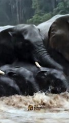 #Elephant #EpicWildlife #AnimalSurvival #UntamedNature #WildEncounters 2#P31