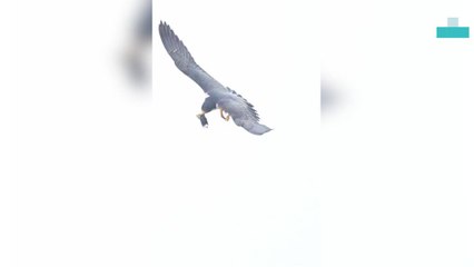 Meal Time for Bird Familes Passing Food
