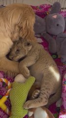 Una perrita adoptó una cría de león y ahora el león la cuida