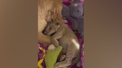 Una perrita adoptó una cría de león y ahora el león la cuida
