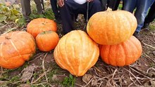 Paul Singh from Smethwick and his giant pumpkin crop.