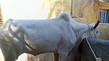 FatehJangi Young Bull