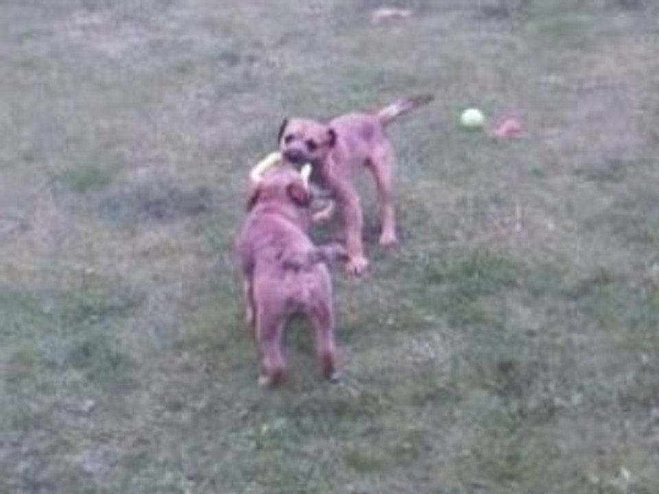 Border terriers 6