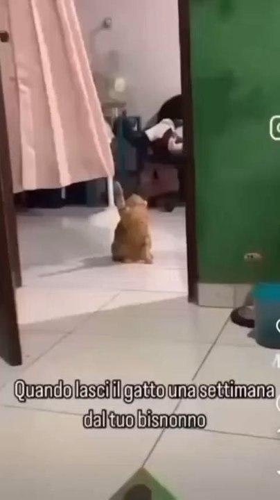 gatto intelligente!