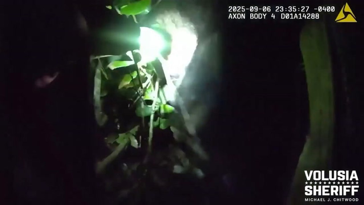 Officer and K9 come face-to-face with a bear while searching for suspect in woodland