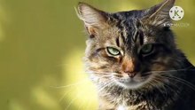Os animais mais fofos do mundo N•375