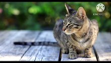 Os animais mais fofos do mundo N•376