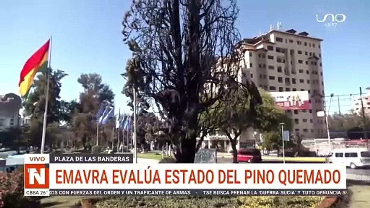 El último pino ciprés de la Plaza de las Banderas arde en medio de festejos y podría no sobrevivir