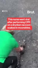 Nurse performs CPR on drunken raccoon