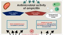Antimicrobial activity of ampicillin