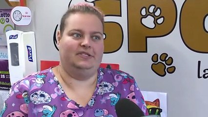 Problèmes financiers : la SPCA de Grand-Sault pourrait fermer