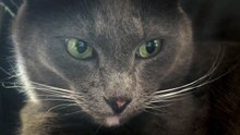 Os animais mais fofos do mundo N•378