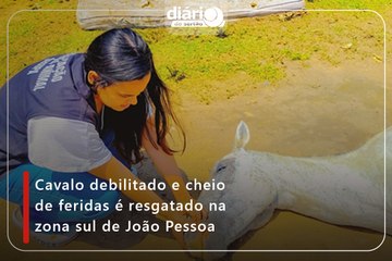 Cavalo debilitado e cheio de feridas é resgatado na zona sul de João Pessoa