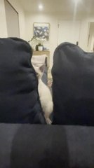 Cat Delights in Fun Play Session With Person