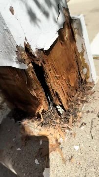 Woman Saves Bird Stuck On Porch Post By Breaking It