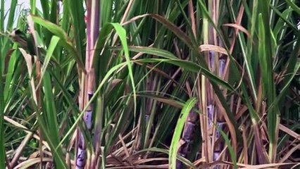 Walter Rodney: What They Don’t Want You to Know | movie | 2024 | Official Trailer