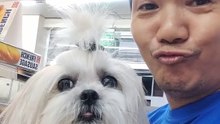 🔴 ANOTHER THURSDAY WALK WITH MY CUTIE PICKLES #shihtzu