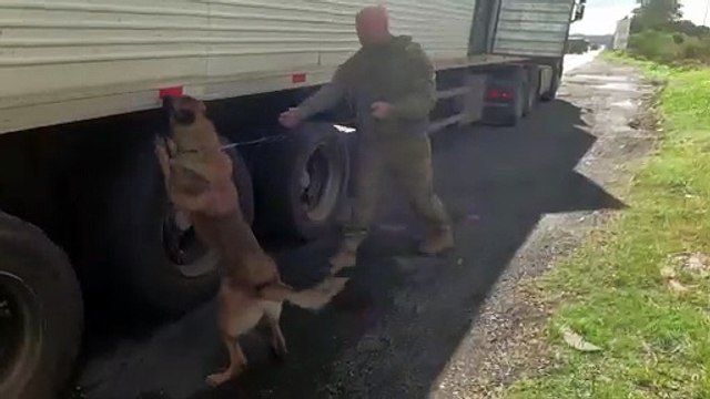 PRF apreende quase cinco toneladas e meia de maconha em Balsa Nova