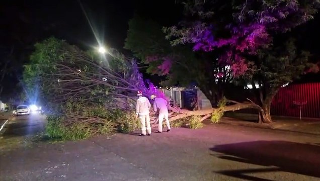 Árvore cai e interdita trecho da Rua José do Patrocínio, na Região do Lago