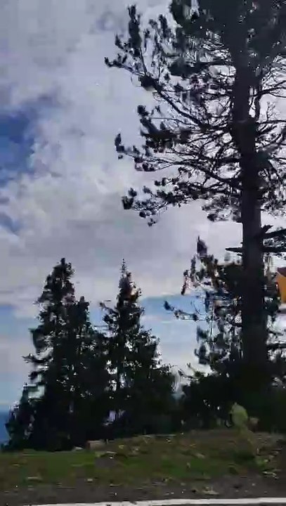 🌿✨ Lost in the clouds at Razdan Top 🌥️ Trees dancing in the mist, nature’s pure magic