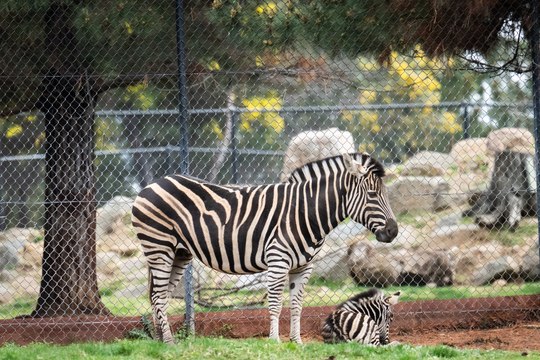 National Zoo welcomes its 29th baby zebra