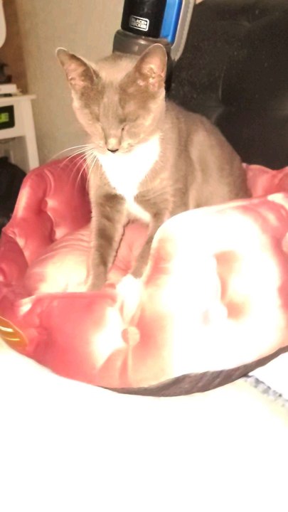 This grey cats named Little Mother.  She was one of the ferals that I was feeding and tamed. One day she brought kittens and I took her and all her kittens inside. Her kittens got amazing forever homes and she ended up mine with Big Brother