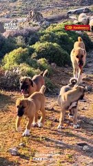 Mengenal Kangal, Anjing Gembala Super Kuat dari Turki