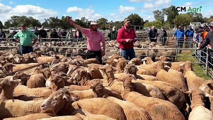 Murray Bridge Lamb Sale: Experts Praise 'Outstanding' Yardings 🐑