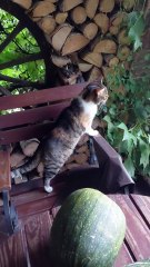 Old But Gold: Senior Cat Becomes a High Jump Legend! 🏅✨ #shorts #funnycats #viralcats