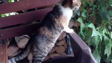 Old But Gold: Senior Cat Becomes a High Jump Legend! 🏅✨ #shorts #funnycats #viralcats