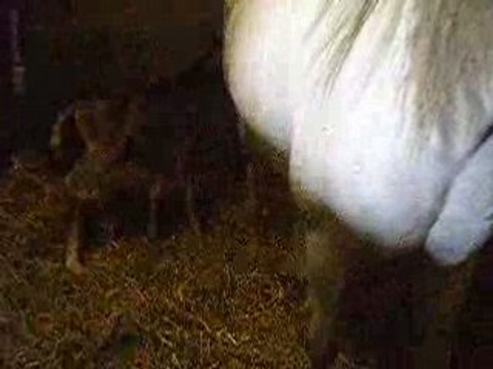 Ushuaia qui joue à cache-cache