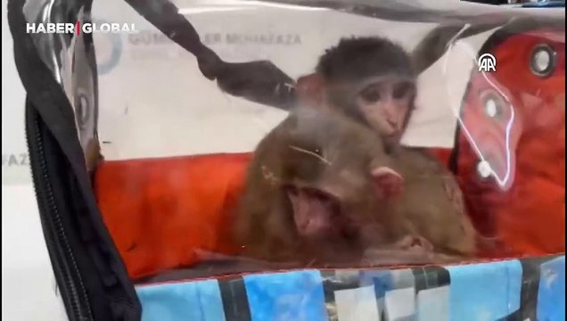 Yasa dışı hayvan ticareti Şırnak'ta ortaya çıktı: Maymunlar böyle ele geçirildi