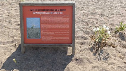 Bu çiçeği gören yolunu değiştiriyor: Sadece koklayıp uzaklaşın