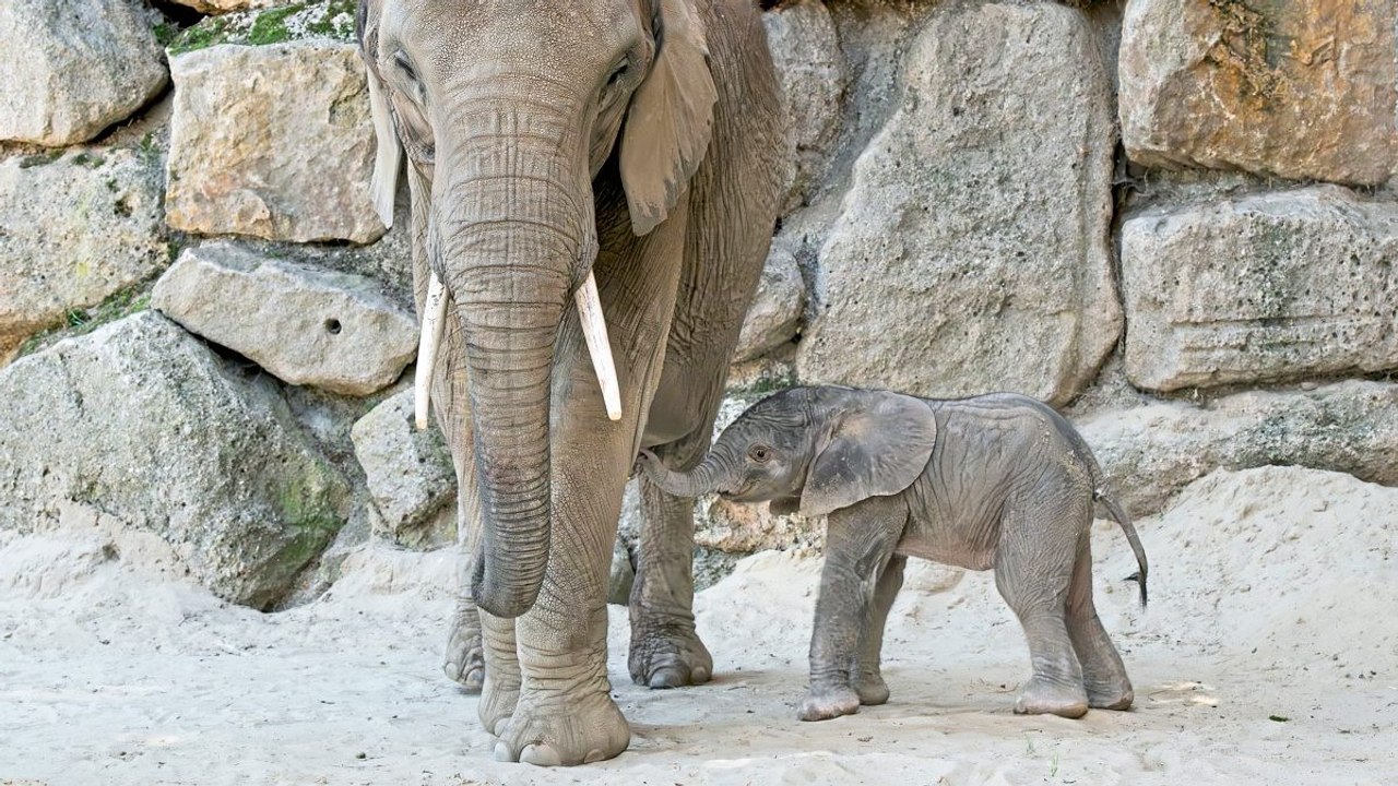 Schönbrunner Elefantenkalb erkundet Gehege