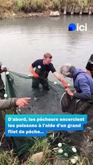 Sauvetage poissons sud Vendée