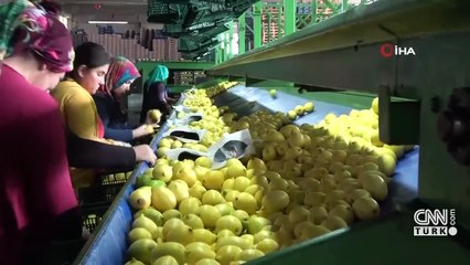 Ticaret Bakanlığı’ndan limon ve elmaya ihracat düzenlemesi