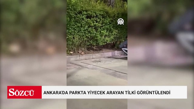Ankara'da parkta yiyecek arayan tilki görüntülendi