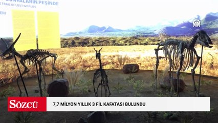 7,7 milyon yıllık 3 fil kafatası bulundu