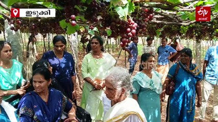 ഏക്കറുകളോളം പരന്ന് കിടക്കുന്ന പച്ച പന്തല്‍; അതിന് കീഴെ ചുവന്ന് തുടുത്ത് മുന്തിരിക്കുലകള്‍, കമ്പത്തിനിത് വിളവെടുപ്പ് കാലം