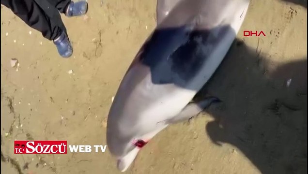 Yalova’da ölü yunus kıyıya vurdu
