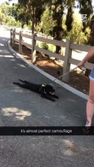 It’s truly amazing to see camouflage at work in nature