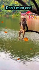 Sad monkey 🐒| animal video| monkey