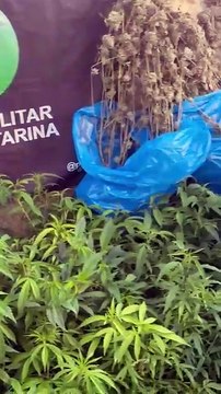 VÍDEO PM descobre estufa de maconha em cidade de SC; dois homens foram presos
