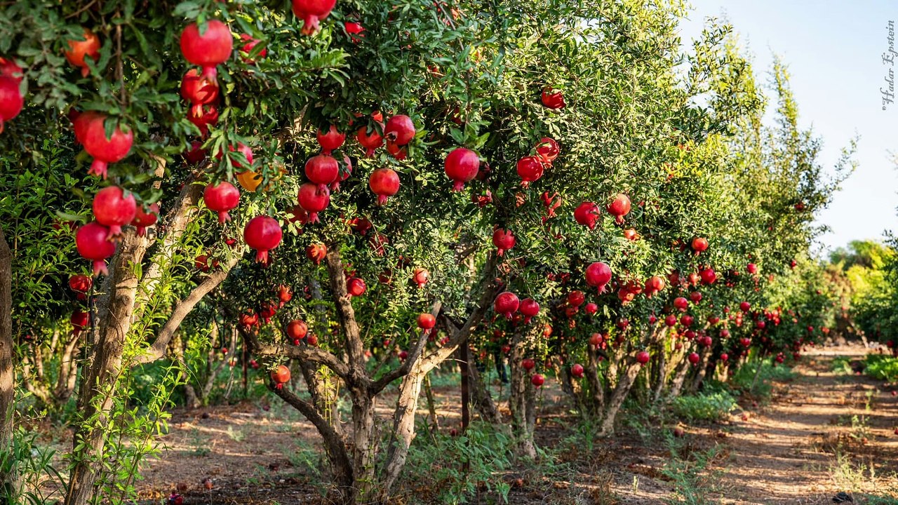 בני של גדרה