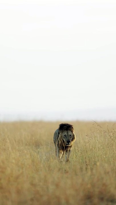 Animal king